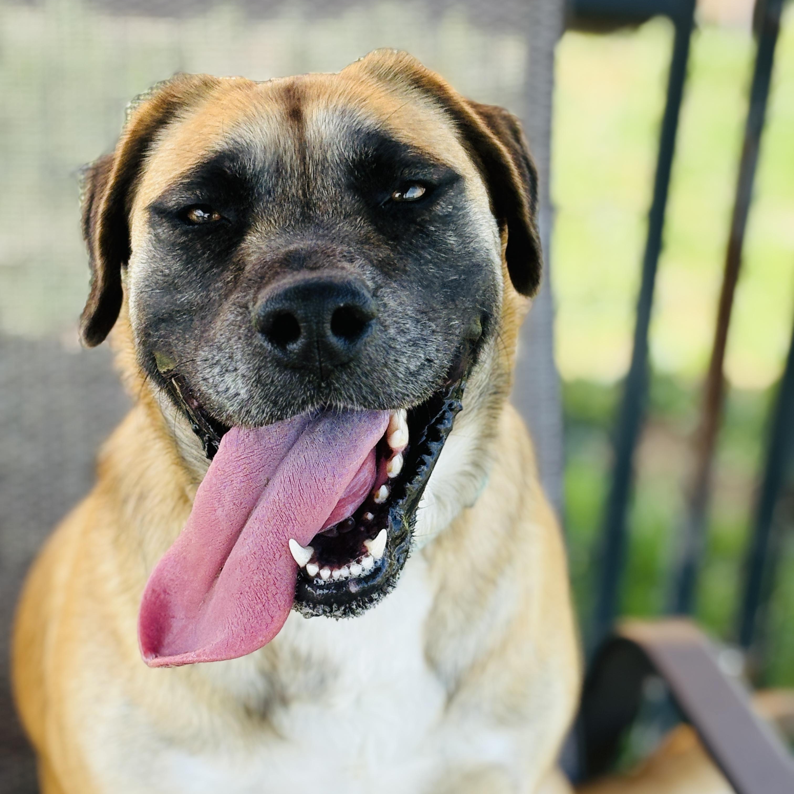 Enlarge *Gouda, a Adoptable Anatolian Shepherd in Justin, TX image 2/5