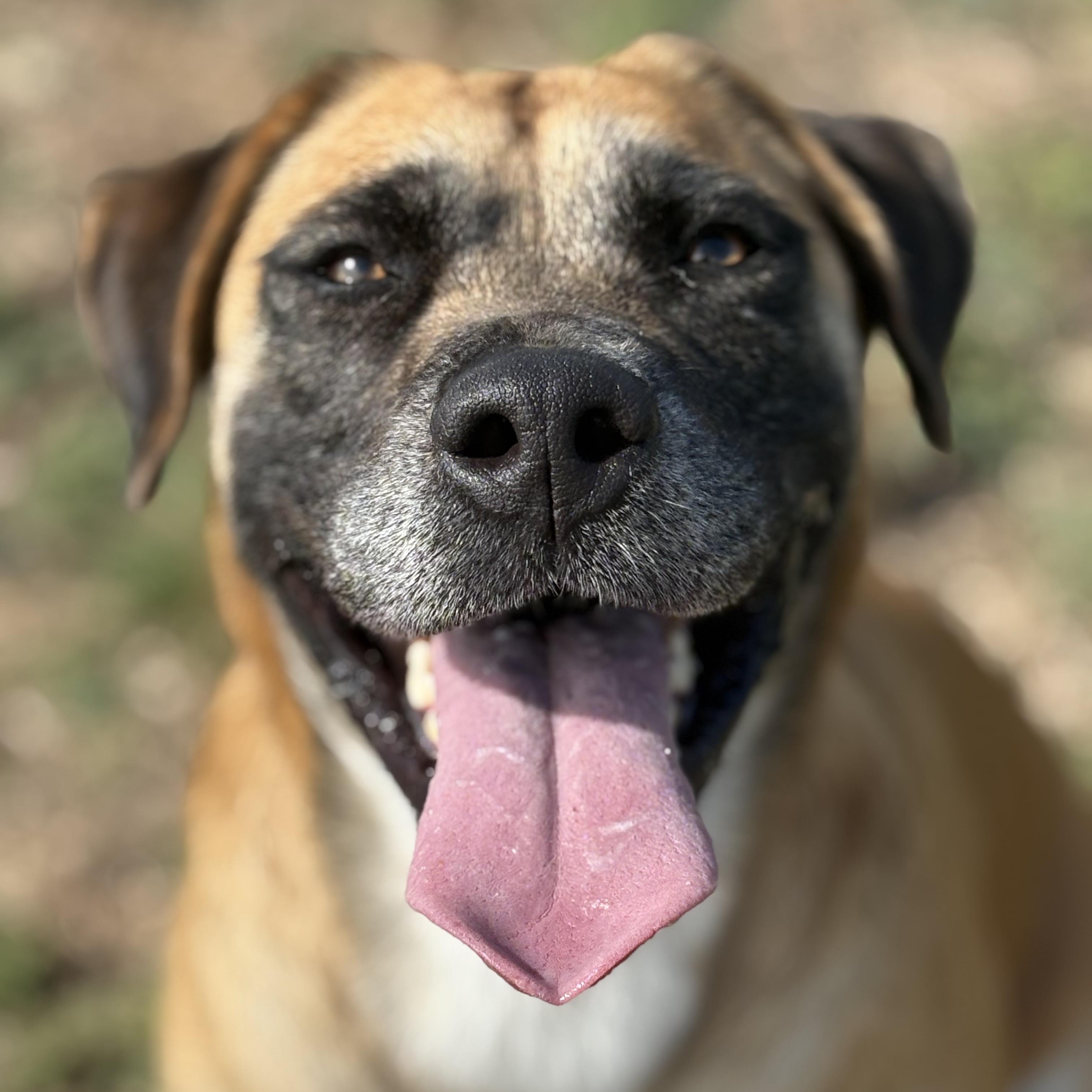 Enlarge *Gouda, a Adoptable Anatolian Shepherd in Justin, TX image 4/5