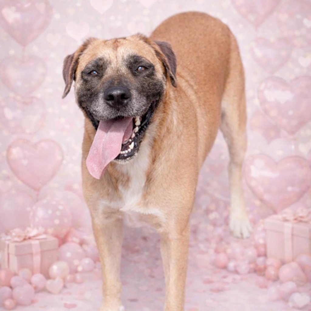 Enlarge *Gouda, a Adoptable Anatolian Shepherd in Justin, TX image 2/5