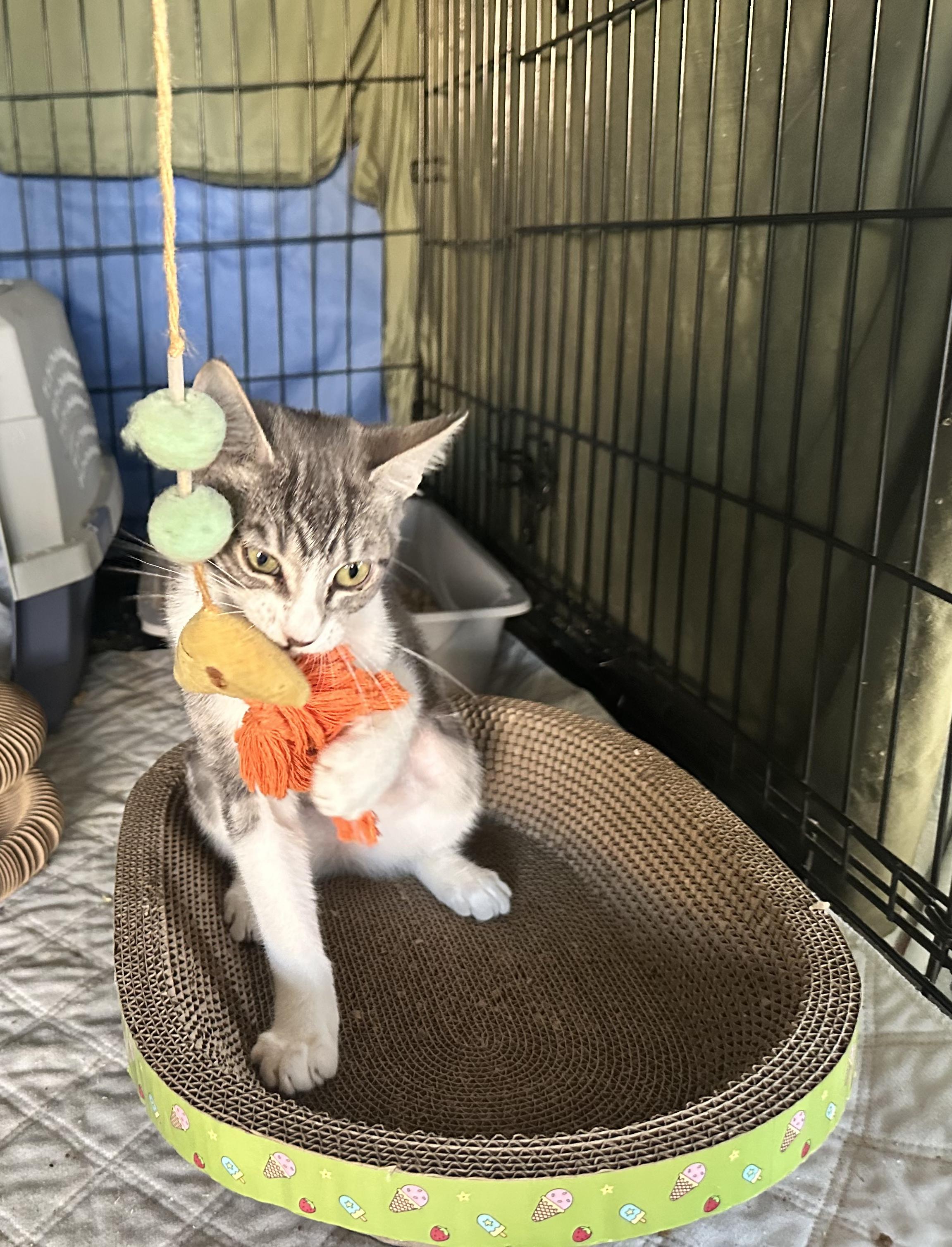 Petal, Adopted, Kitten Female Domestic Short Hair.