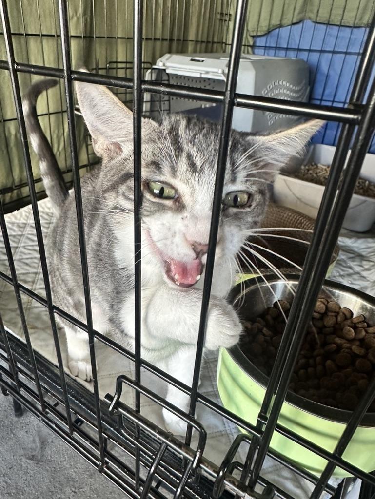 Petal, a Adopted Domestic Short Hair in Inglewood, CA image 3/3