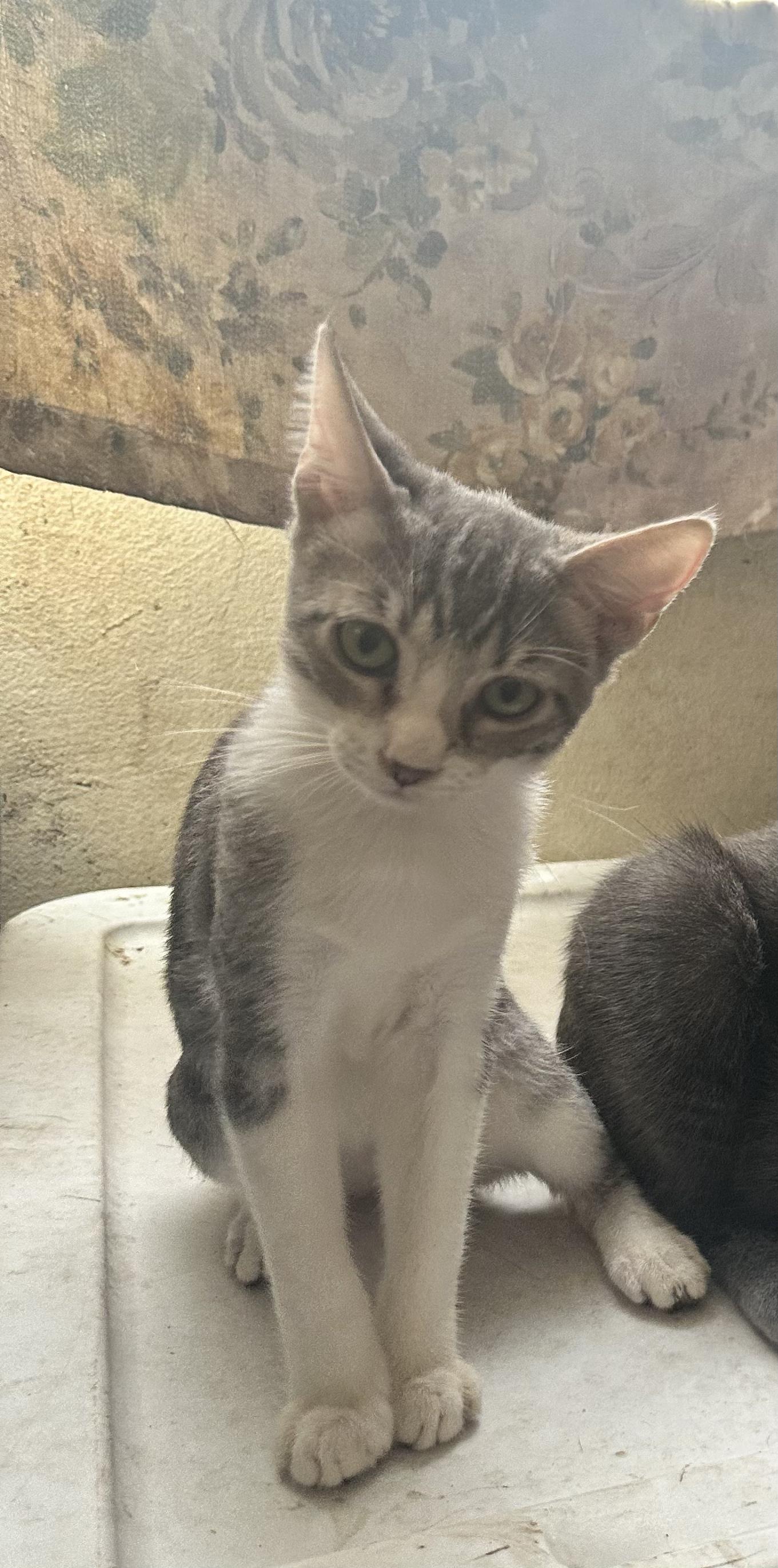 Petal, a Adopted Domestic Short Hair in Inglewood, CA image 2/3