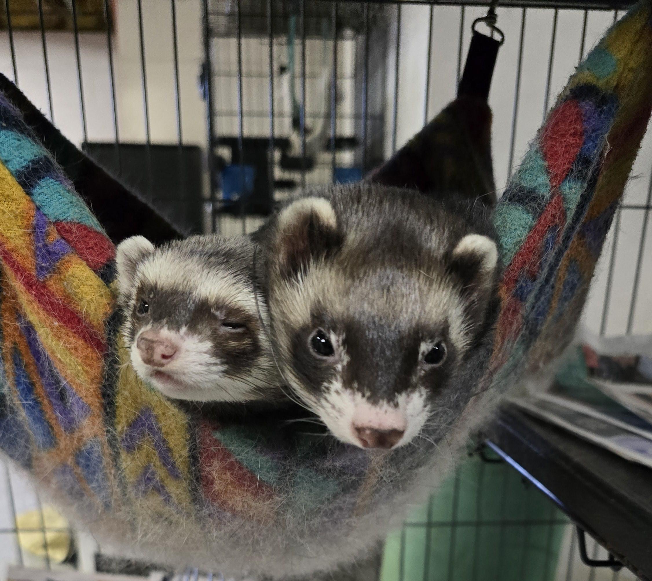 Frieda and Fred, a Adoptable Ferret in Randolph, NJ image 1/2