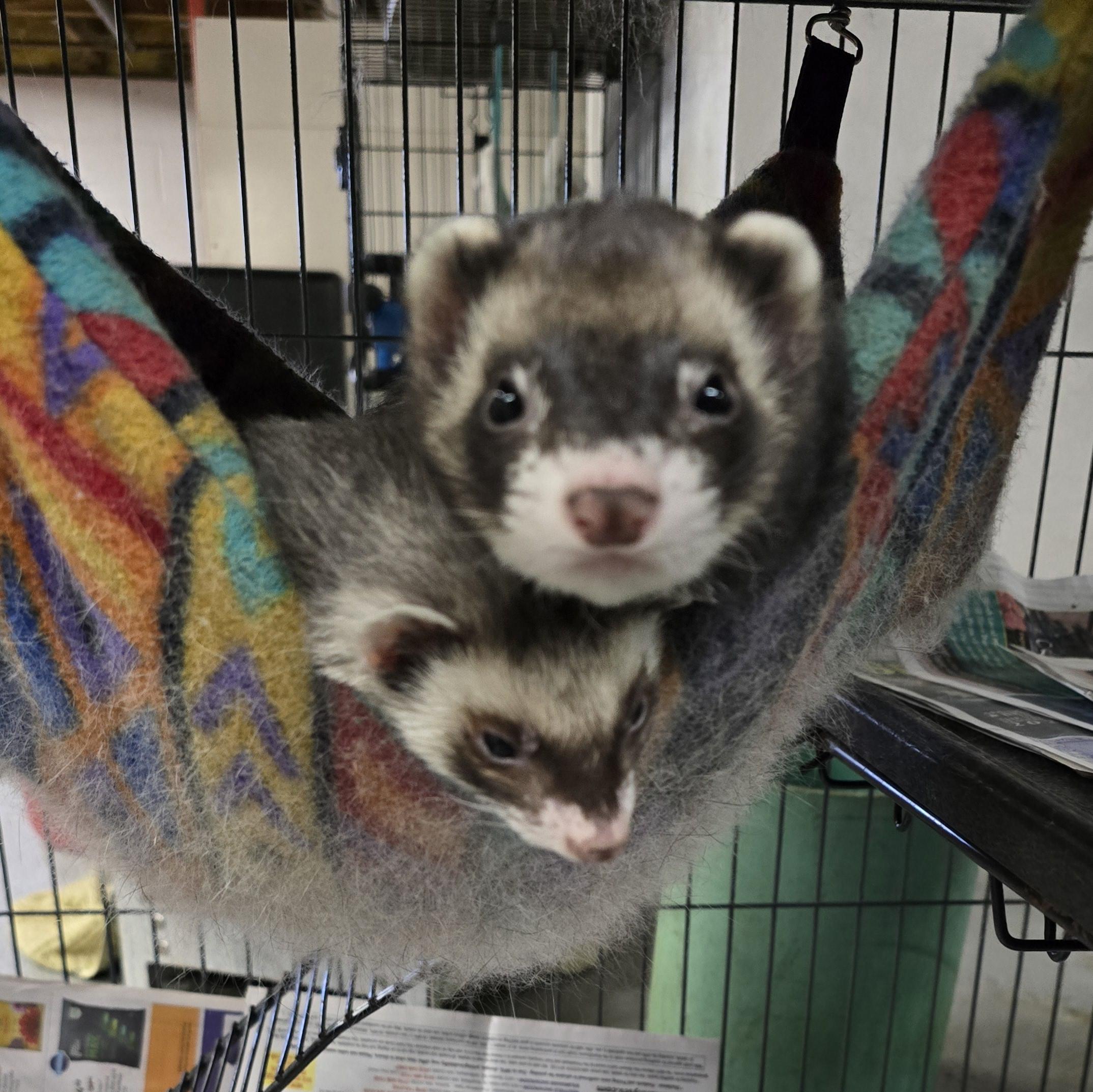 Frieda and Fred, a Adoptable Ferret in Randolph, NJ image 2/2