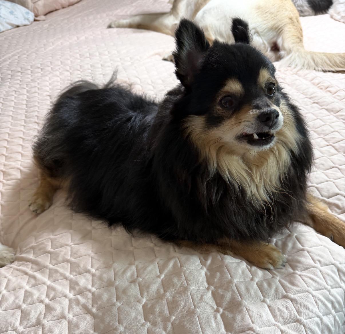 Bubba, a ADOPTABLE Mixed Breed in Maineville, OH image 2/2