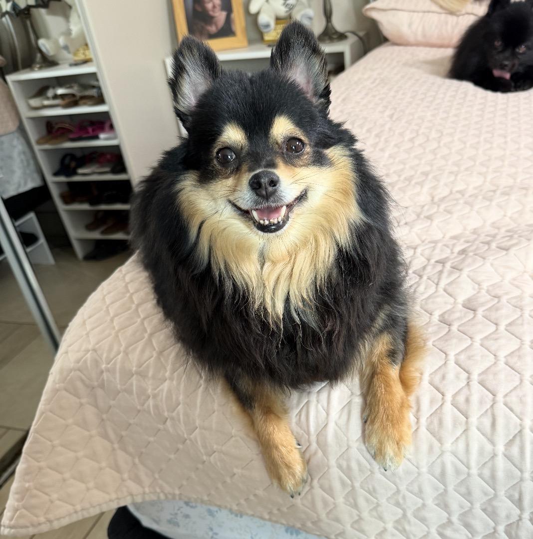 Bubba, ADOPTABLE, Adult Male Mixed Breed.