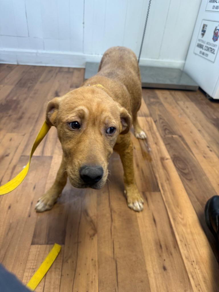 Zinc, Adoptable, Puppy Male Labrador Retriever & Staffordshire Bull Terrier.