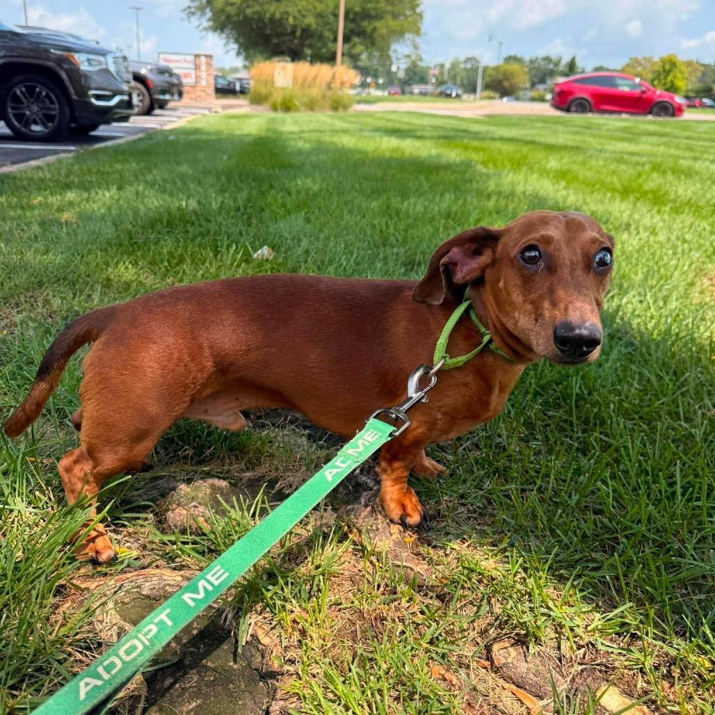 Sir Willie the Duke of Red Rockets, Adoptable, Adult Male Dachshund.