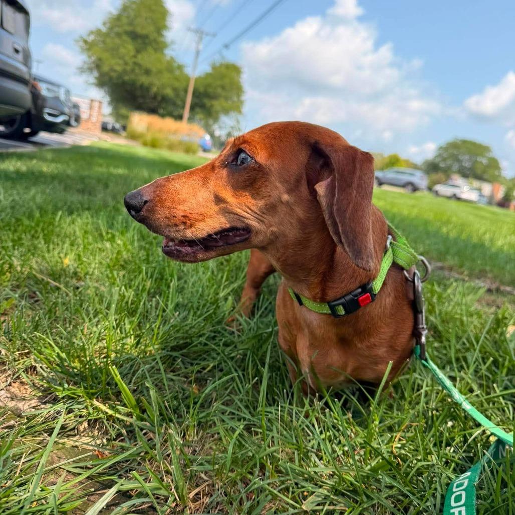 Enlarge Sir Willie the Duke of Red Rockets, a Adoptable Dachshund in Farmersville, OH image 2/6