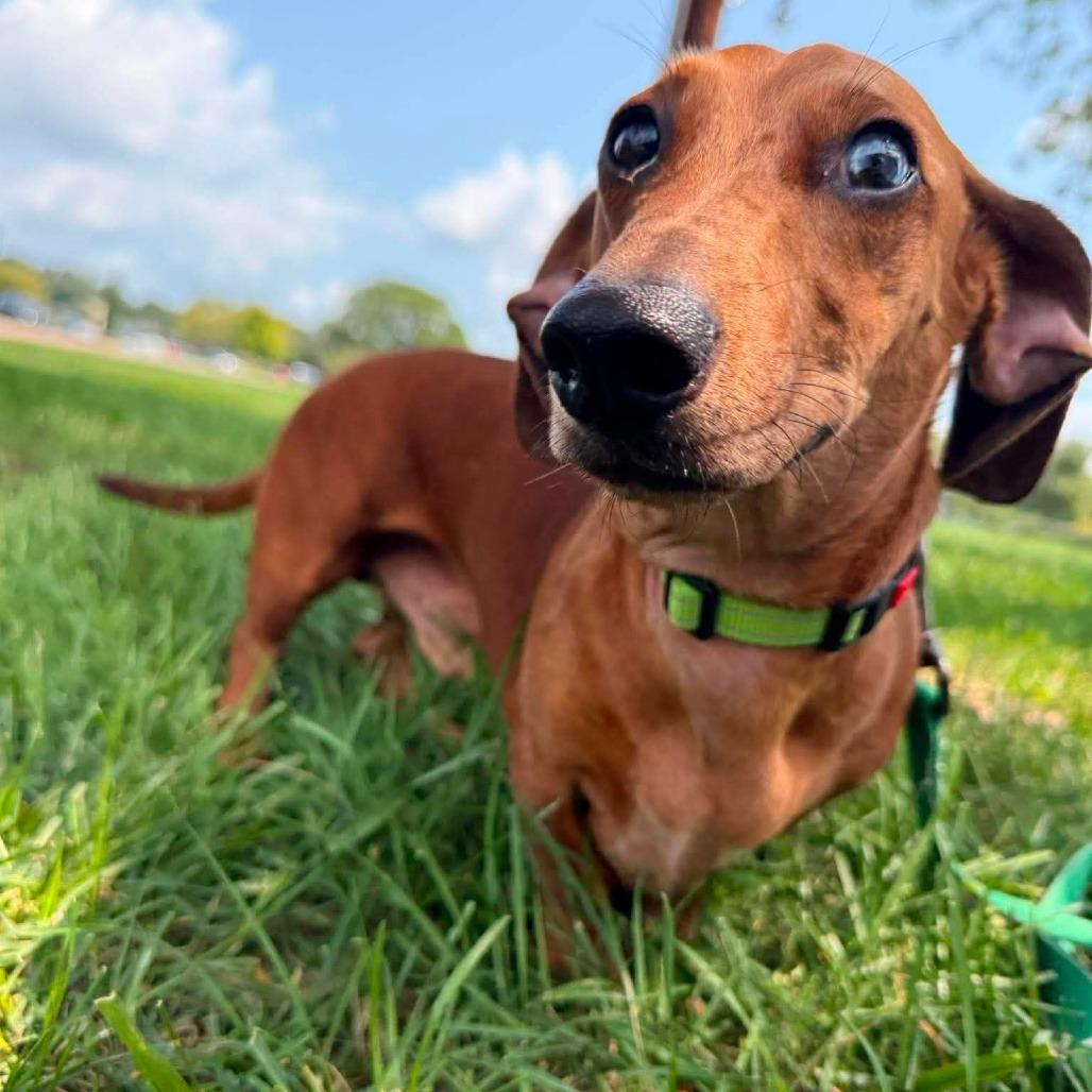Enlarge Sir Willie the Duke of Red Rockets, a Adoptable Dachshund in Farmersville, OH image 3/6