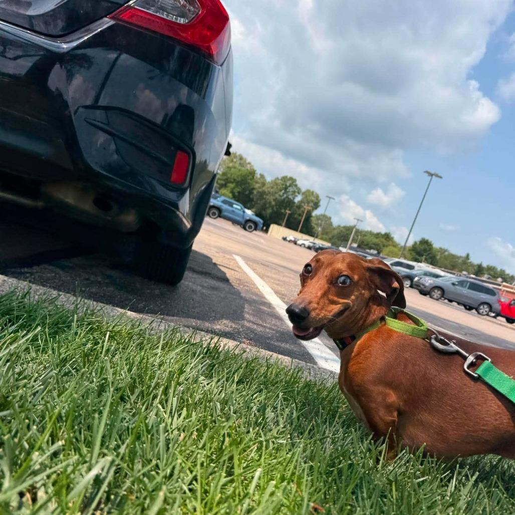 Enlarge Sir Willie the Duke of Red Rockets, a Adoptable Dachshund in Farmersville, OH image 4/6