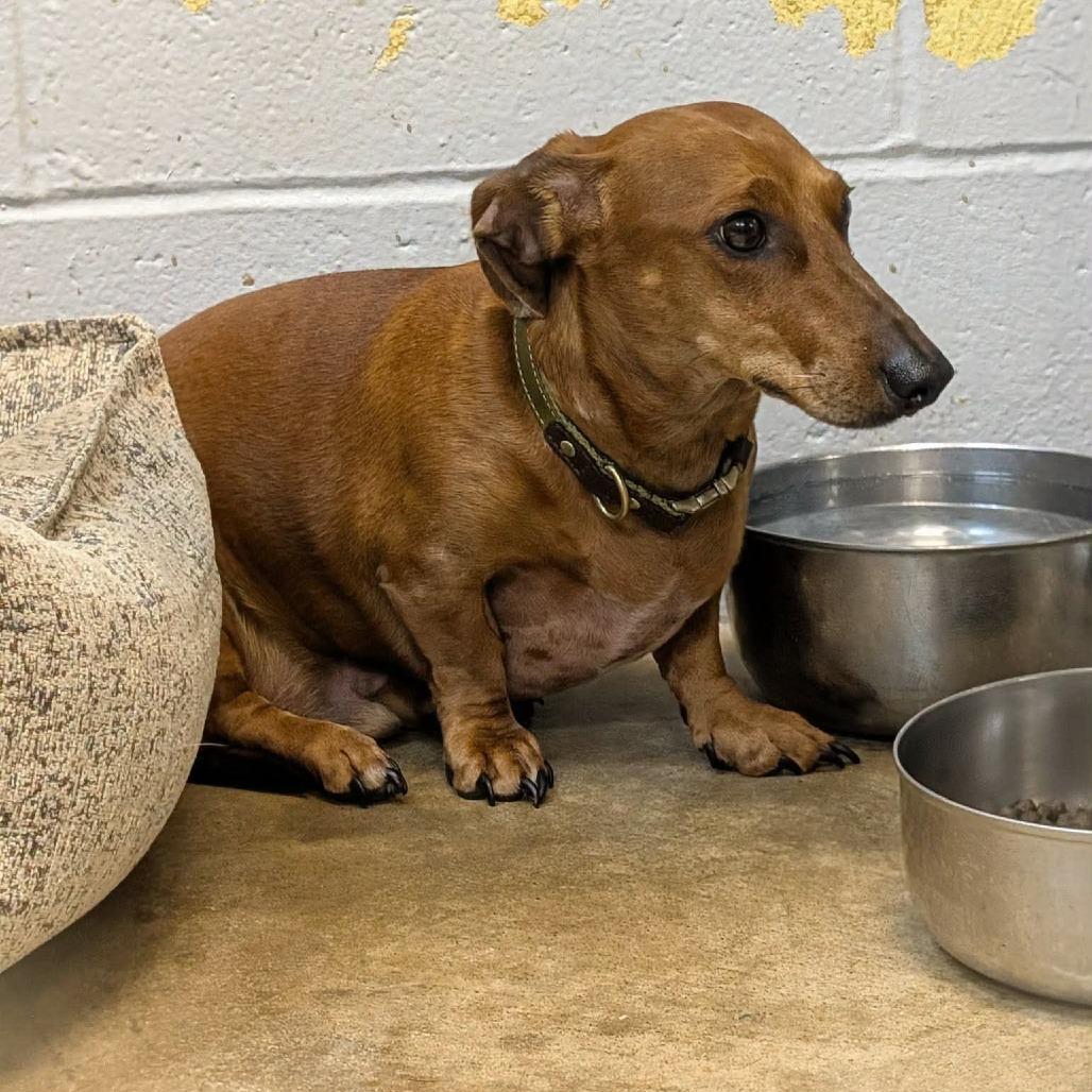 Enlarge Sir Willie the Duke of Red Rockets, a Adoptable Dachshund in Farmersville, OH image 5/6