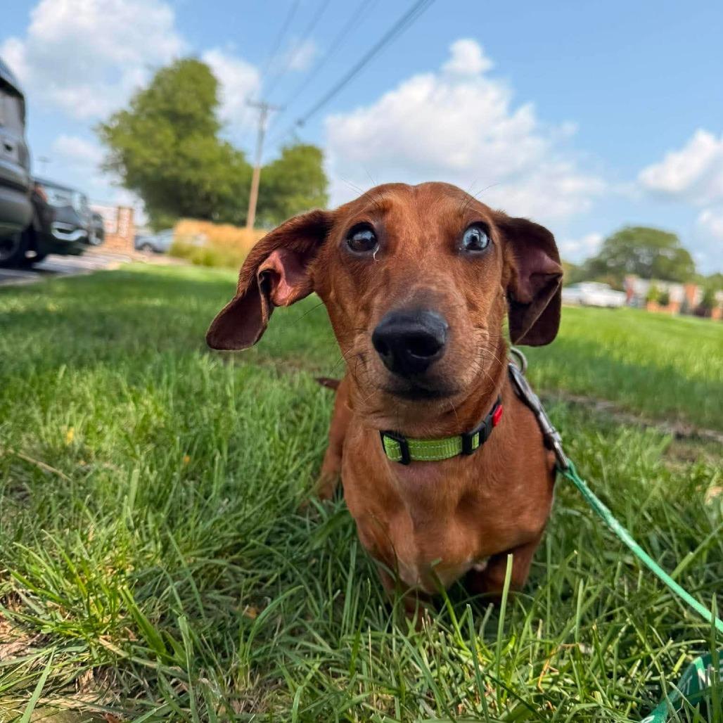 Enlarge Sir Willie the Duke of Red Rockets, a Adoptable Dachshund in Farmersville, OH image 6/6