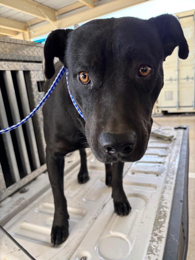 SEYMOUR, Adoptable, Adult Male Pit Bull Terrier & Mixed Breed.