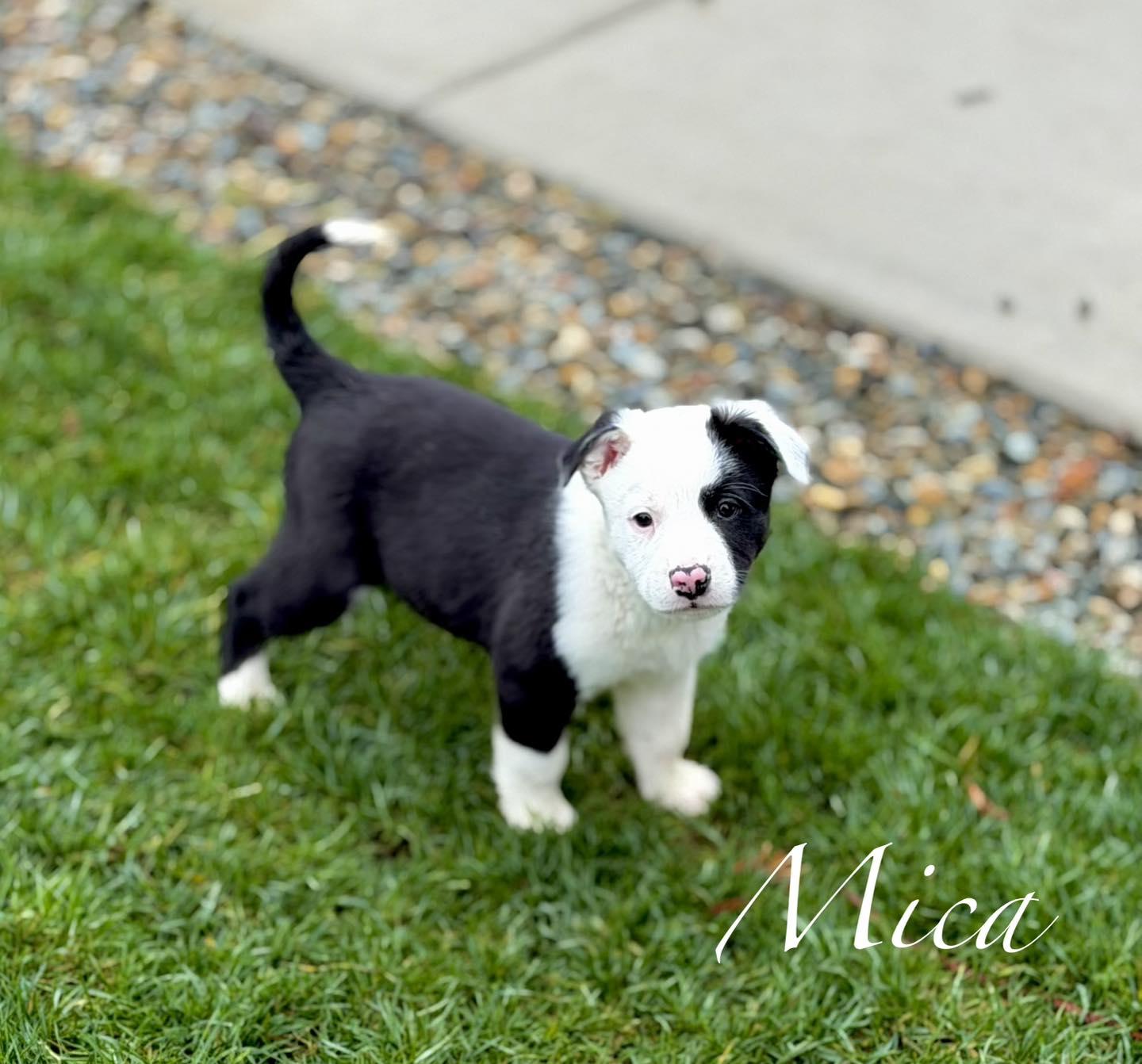 Mica, adopted, Puppy Male Border Collie.