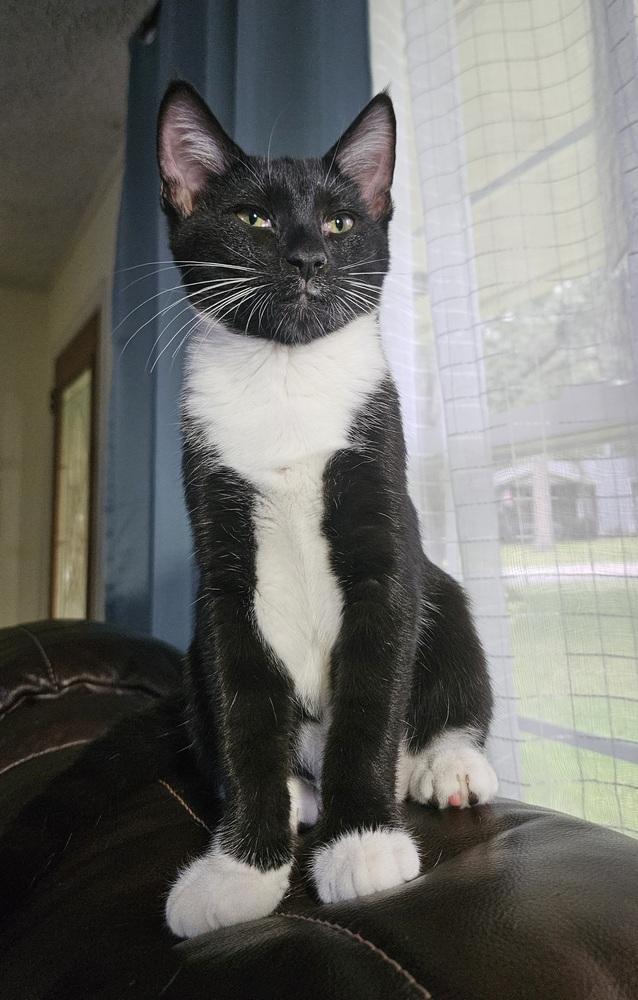 Tandy Bowen, Adoptable, Kitten Female Domestic Short Hair.