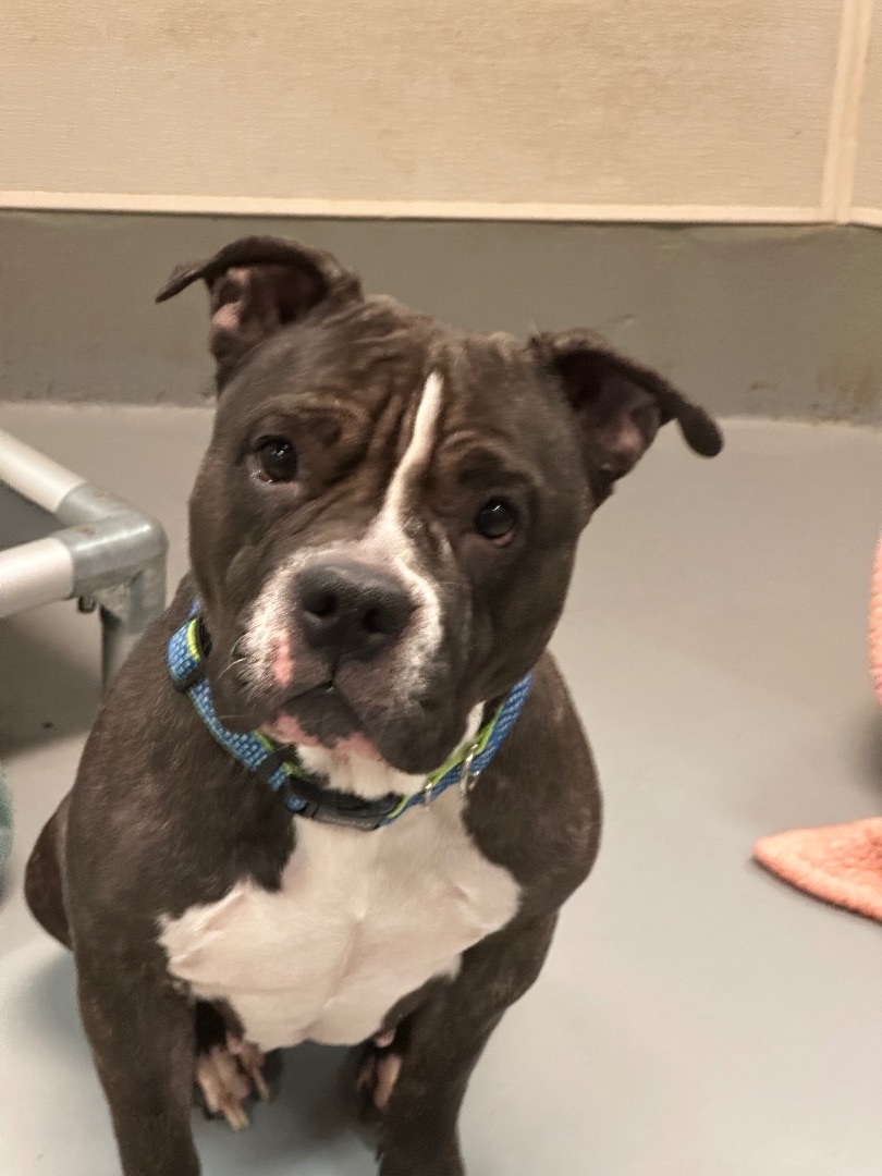 Bella1, a Adoptable mixed breed in Yonkers, NY image 4/6