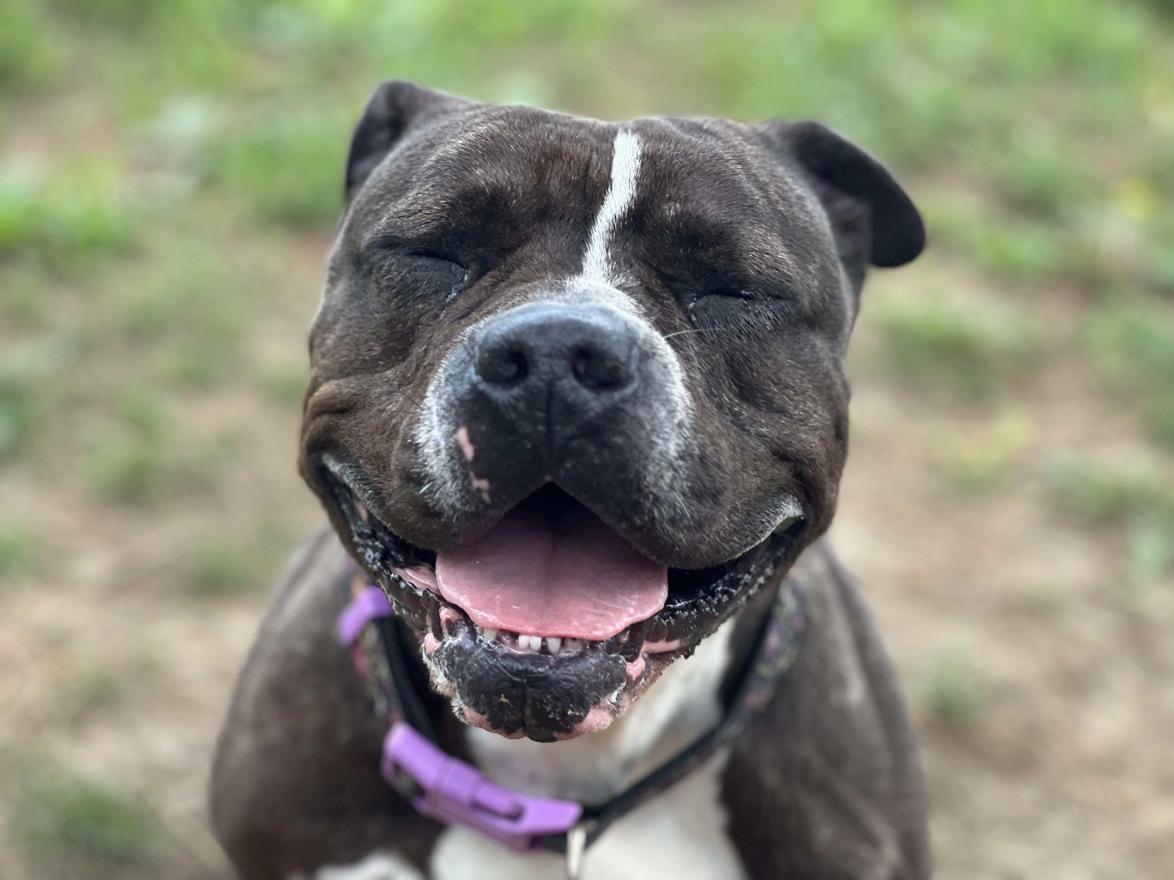 Bella1, a Adoptable mixed breed in Yonkers, NY image 1/6