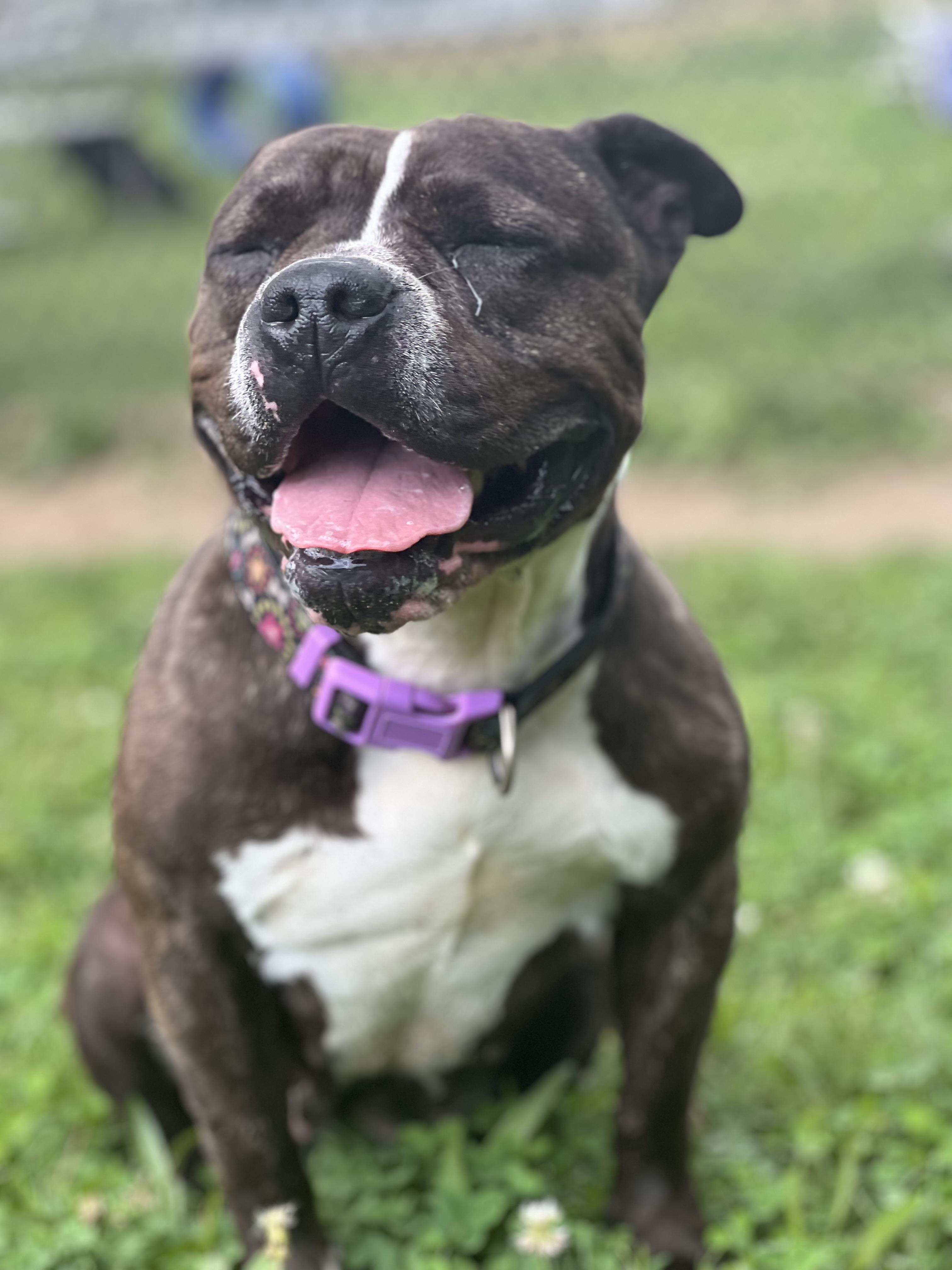 Bella1, a Adoptable mixed breed in Yonkers, NY image 2/6