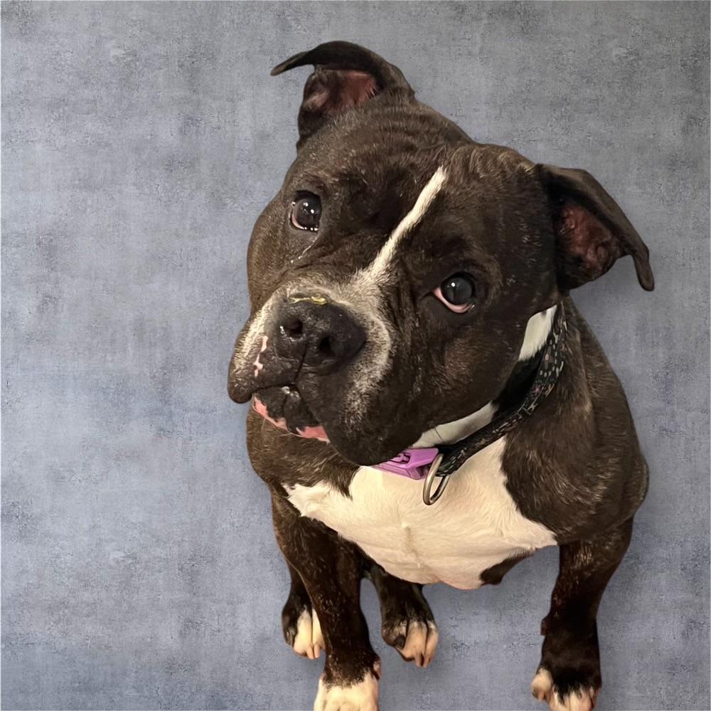 Bella1, a Adoptable mixed breed in Yonkers, NY image 3/6