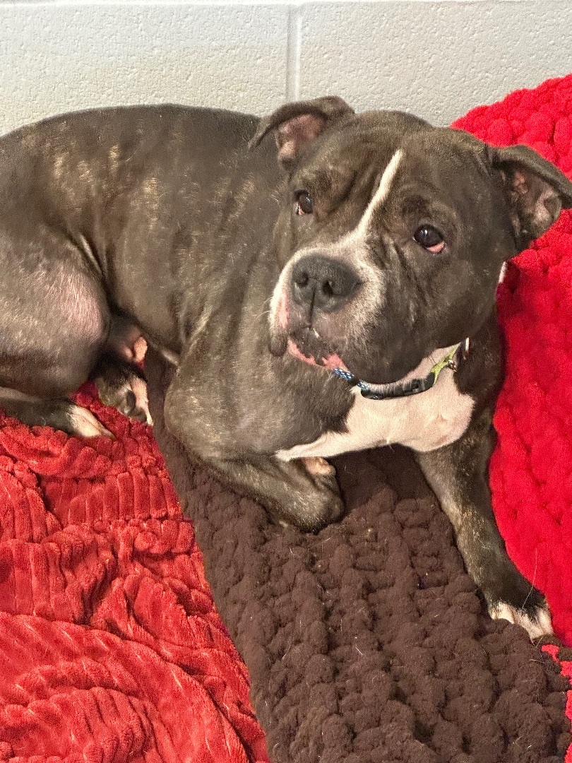 Bella1, a Adoptable mixed breed in Yonkers, NY image 5/6