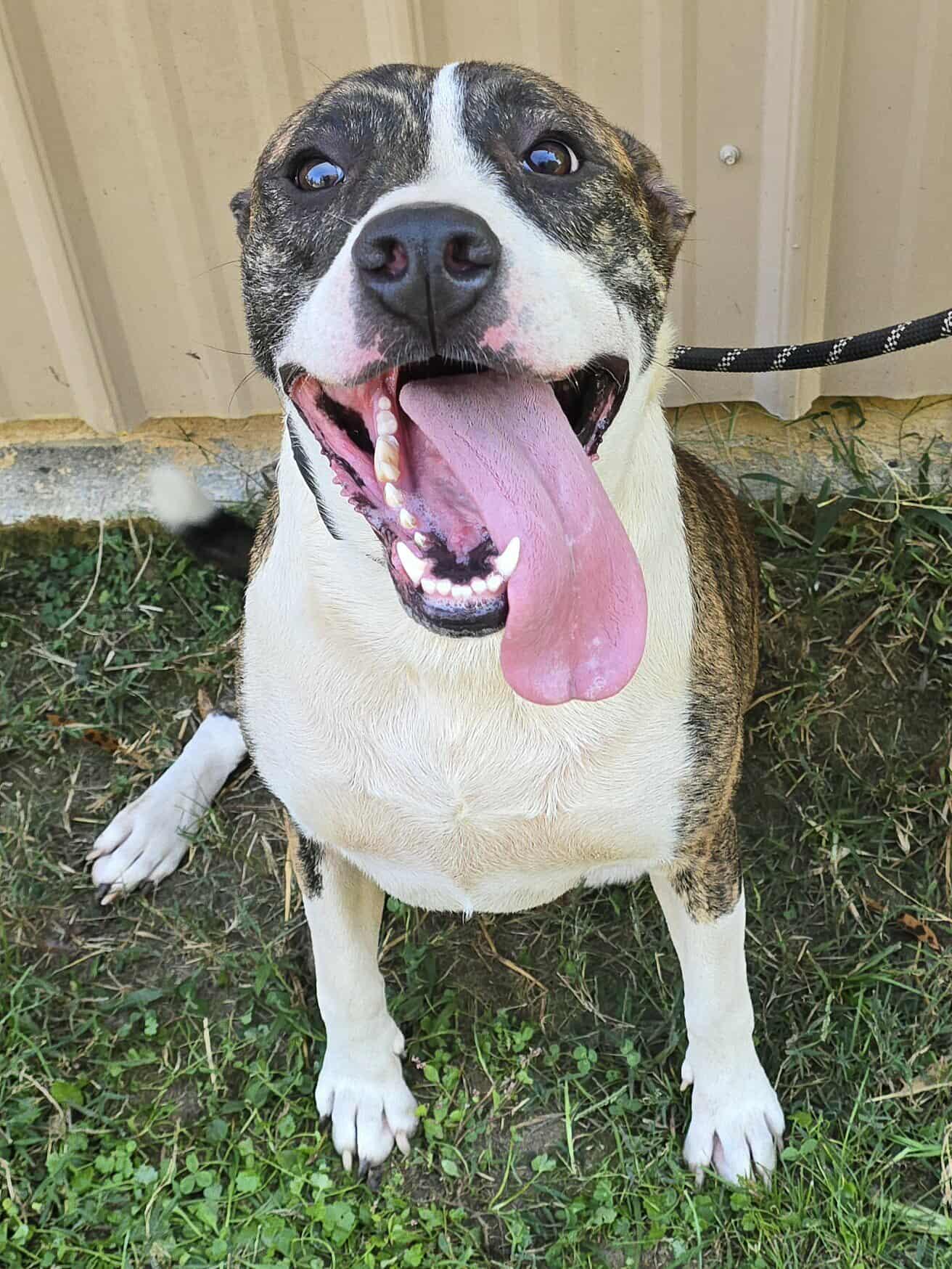 Penny, Adoptable, Young Female American Staffordshire Terrier.