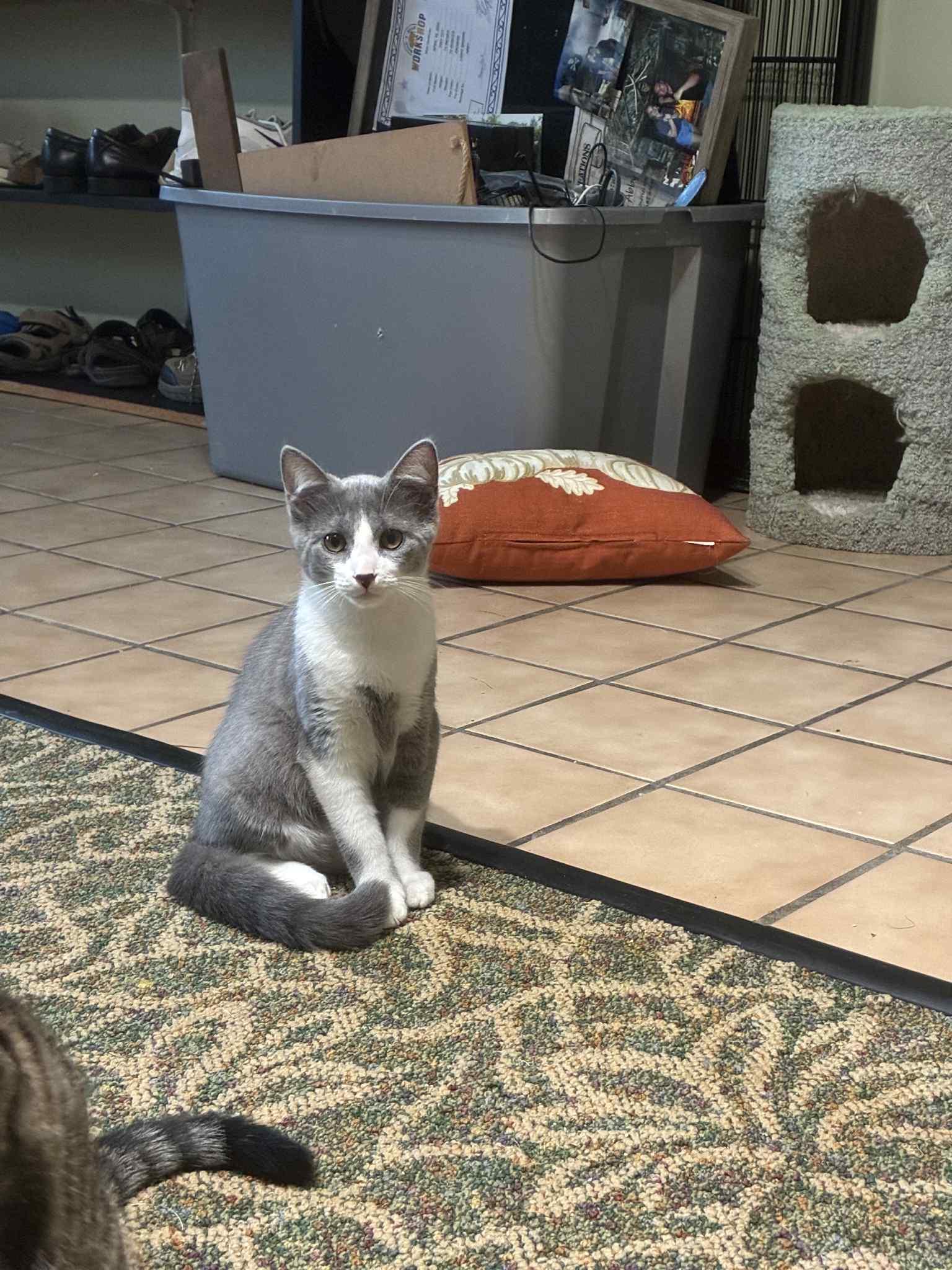 Pepe, Adoptable, Kitten Male Domestic Short Hair.