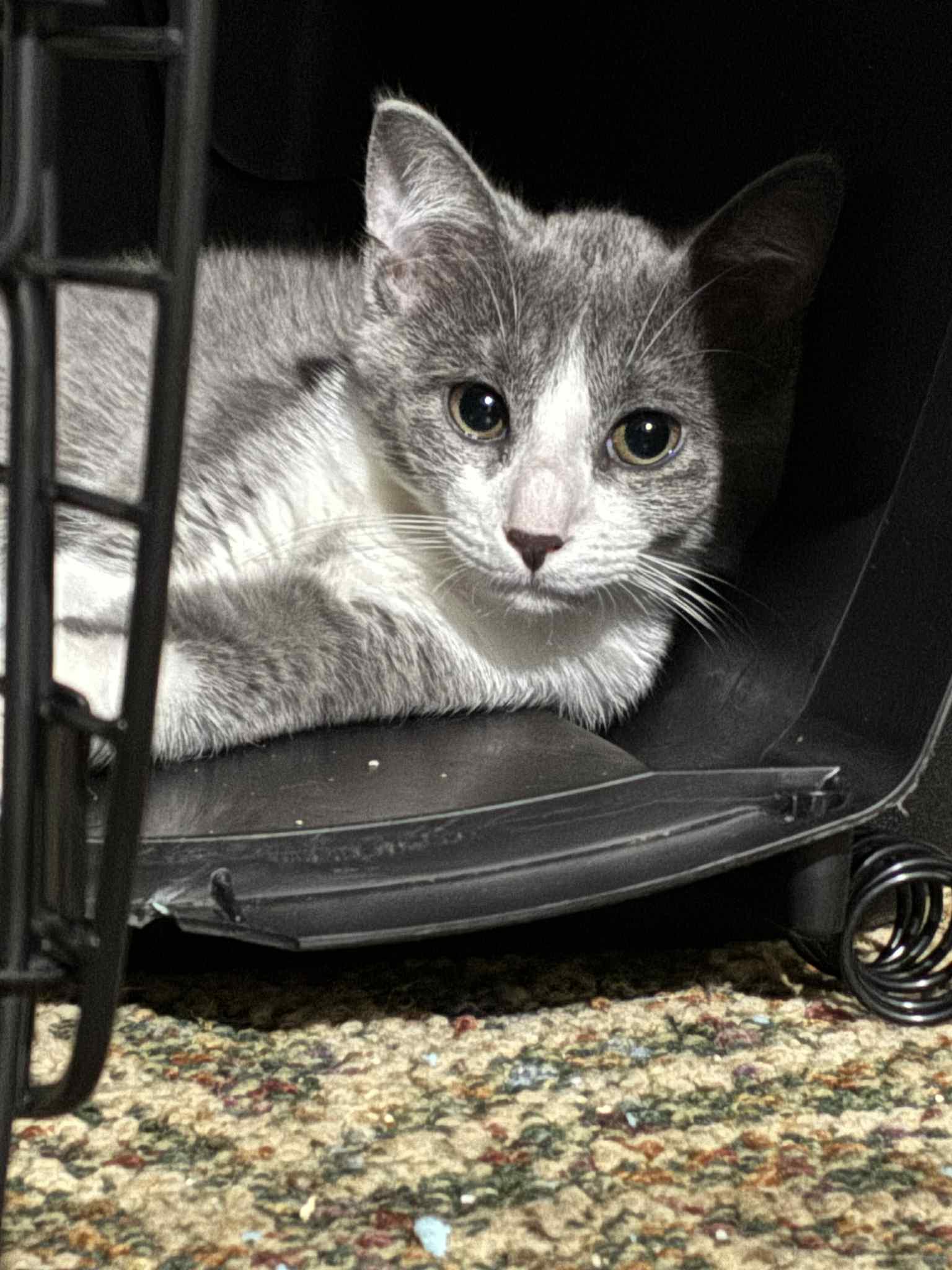 Enlarge Pepe, a Adoptable mixed breed in Binghamton, NY image 2/2