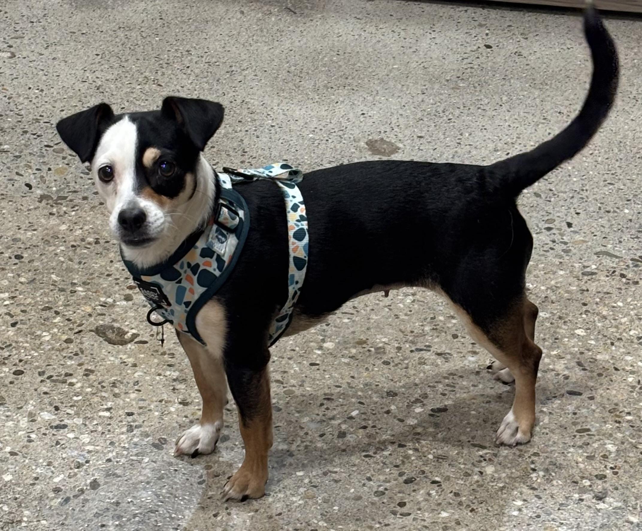 Enlarge Lucy Lane, a ADOPTABLE mixed breed in Thousand Oaks, CA image 1/3