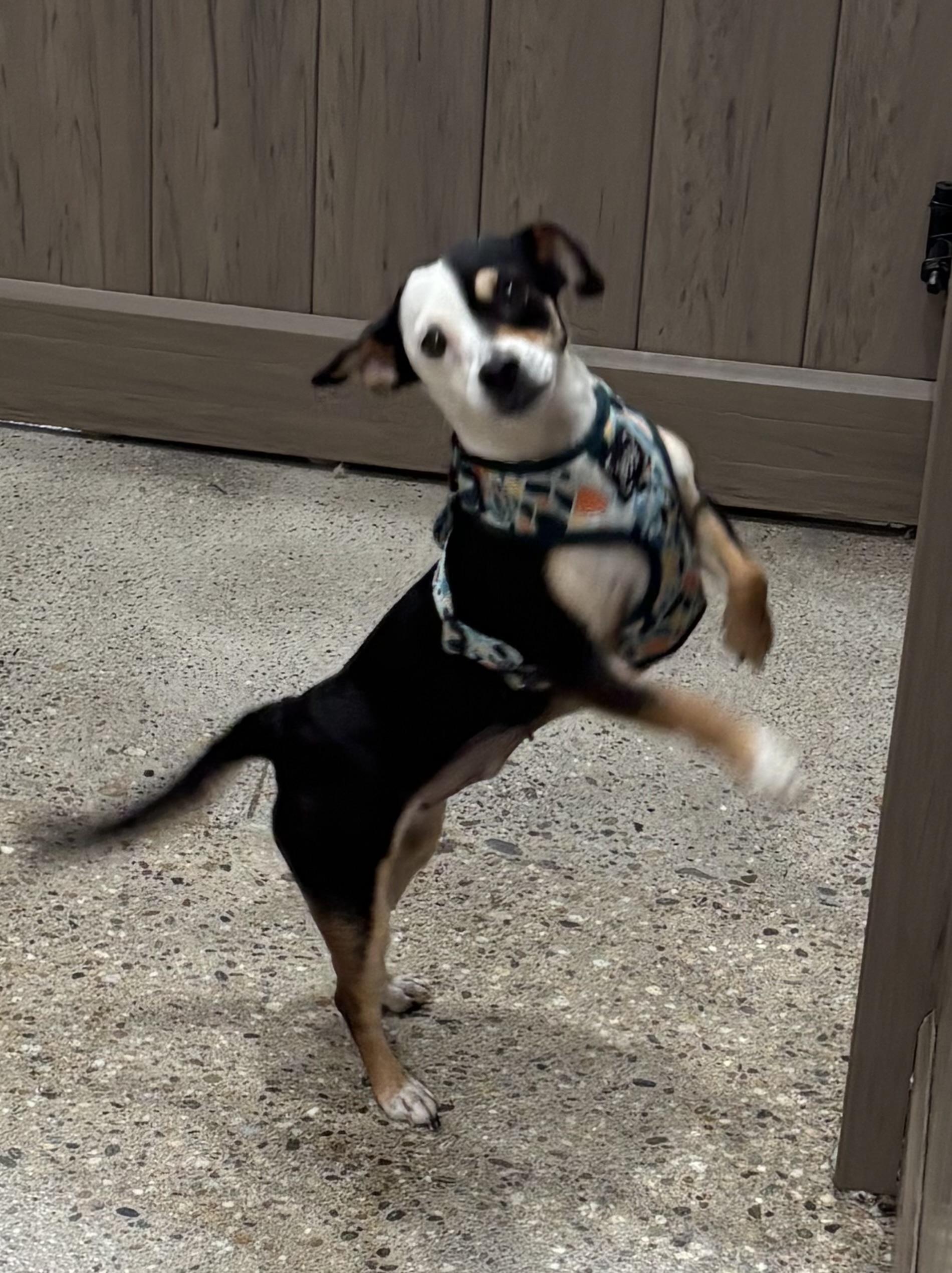 Enlarge Lucy Lane, a ADOPTABLE mixed breed in Thousand Oaks, CA image 2/3