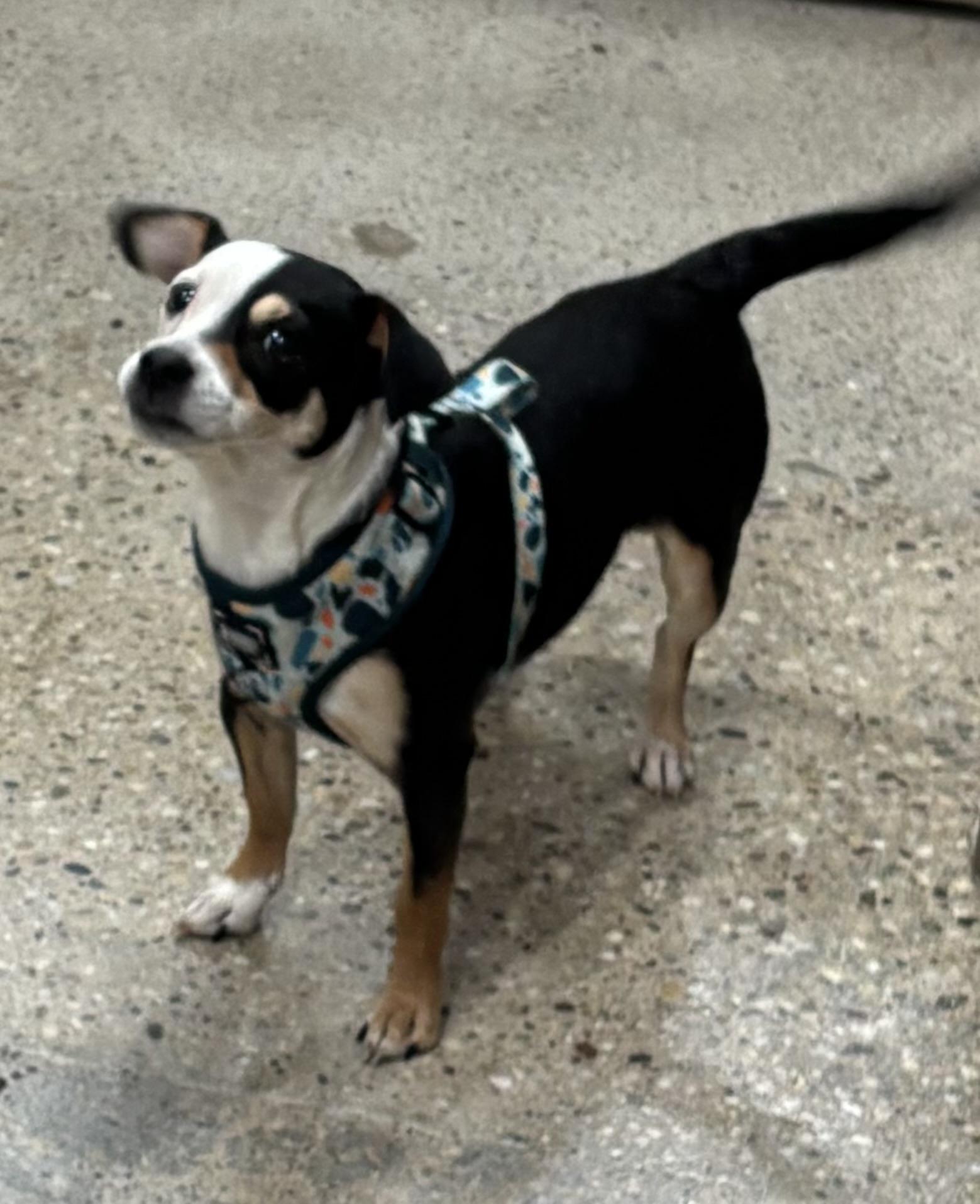 Enlarge Lucy Lane, a ADOPTABLE mixed breed in Thousand Oaks, CA image 3/3