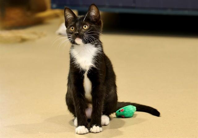 Enlarge CHUCK, a Adoptable Domestic Short Hair in San Luis Obispo, CA image 1/1