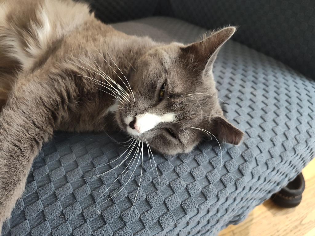 Lothar, Adoptable, Young Male Domestic Short Hair.