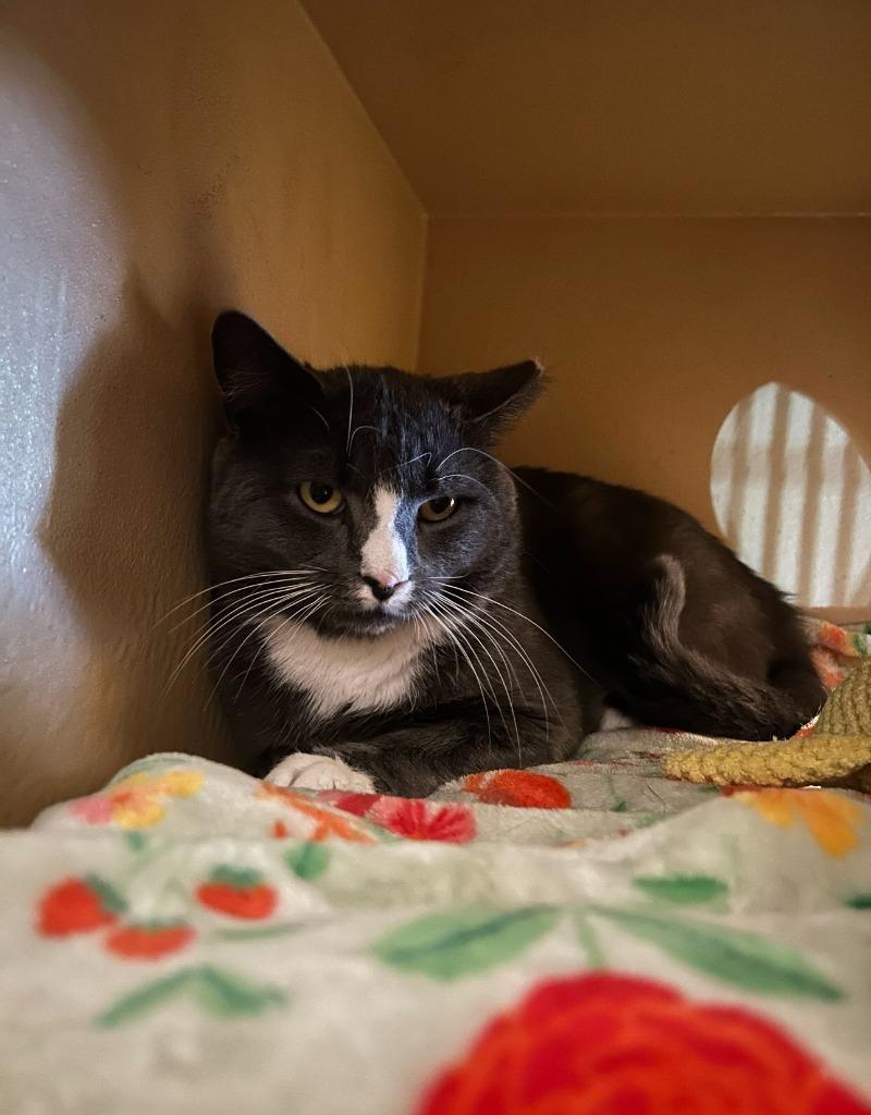 Enlarge Lothar, a Adoptable mixed breed in Pawtucket, RI image 1/6