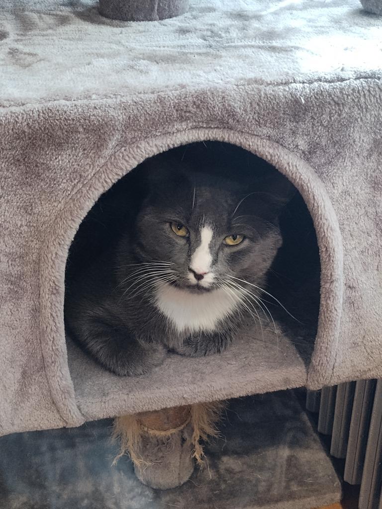 Lothar, Adoptable, Young Male Domestic Short Hair.