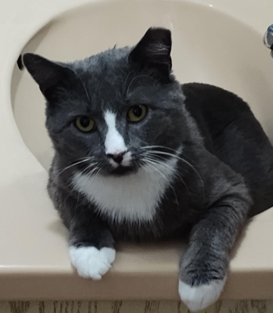 Lothar, a Adoptable mixed breed in Pawtucket, RI image 2/6