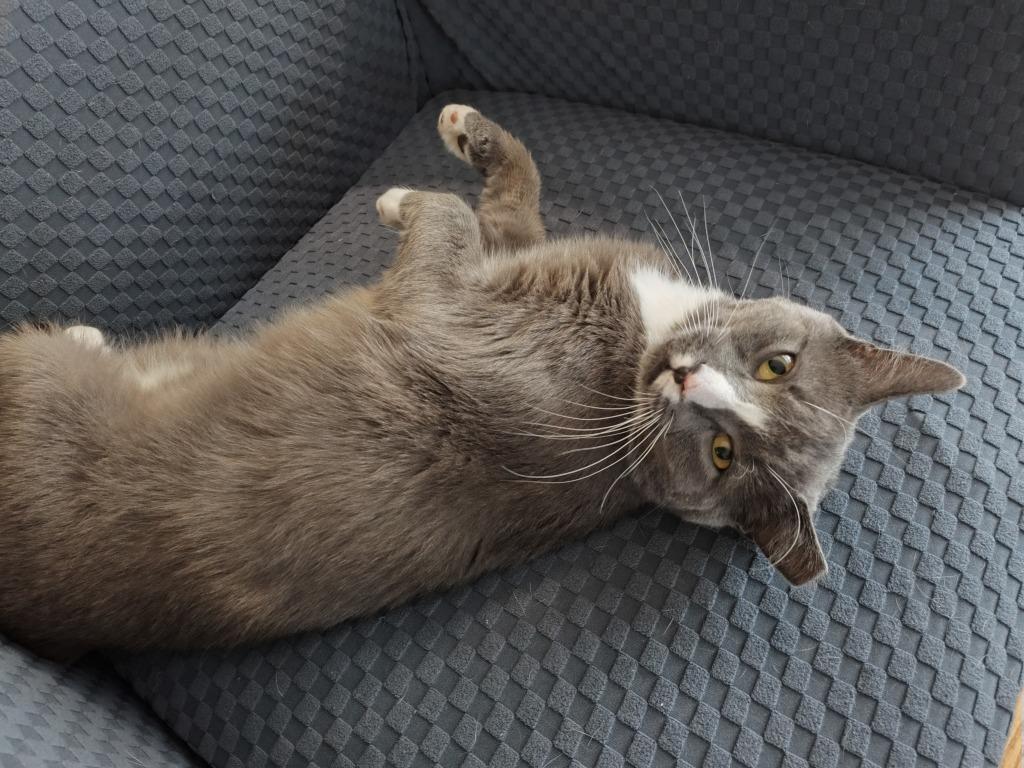 Lothar, a Adoptable mixed breed in Pawtucket, RI image 5/6