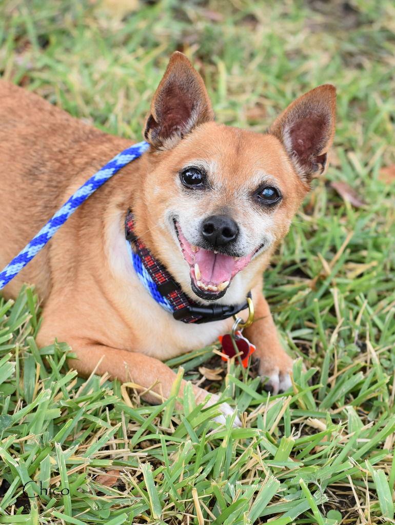Chico, Adoptable, Senior Male Chihuahua.