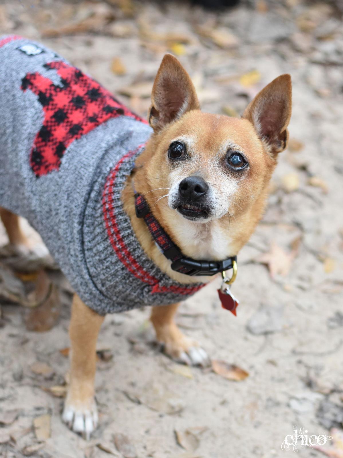 Enlarge Chico, a Adoptable Chihuahua in Montgomery, TX image 2/3