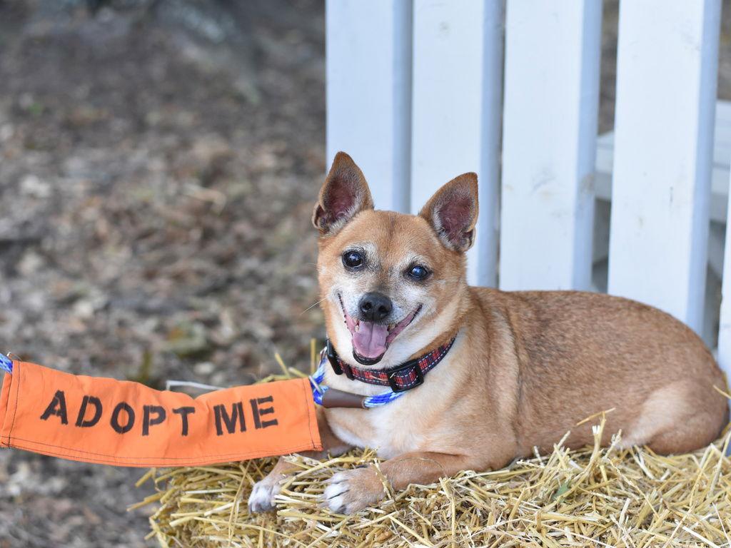 Enlarge Chico, a Adoptable Chihuahua in Montgomery, TX image 3/3