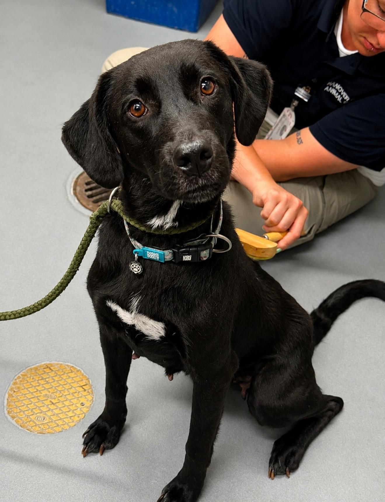 Zora, ADOPTABLE, Young Female Labrador Retriever.