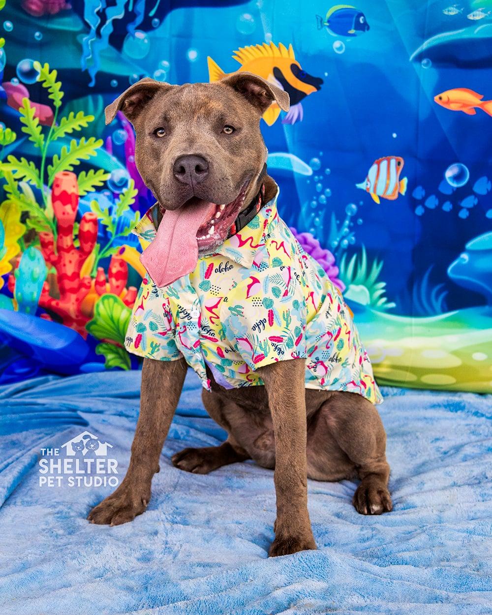 BUCKY- ADOPTED, ADOPTABLE, Young Male Pit Bull Terrier.
