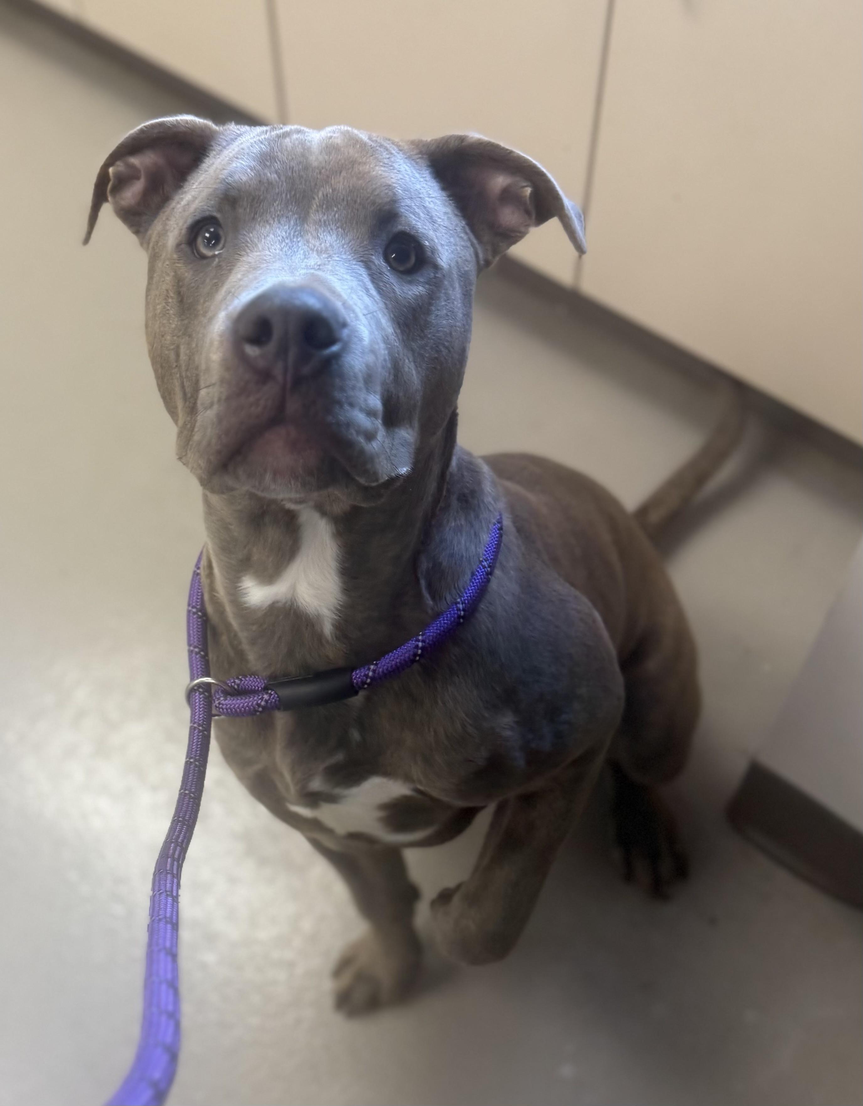 BUCKY- AVAILABLE , a ADOPTABLE Pit Bull Terrier in Canton, OH image 4/4