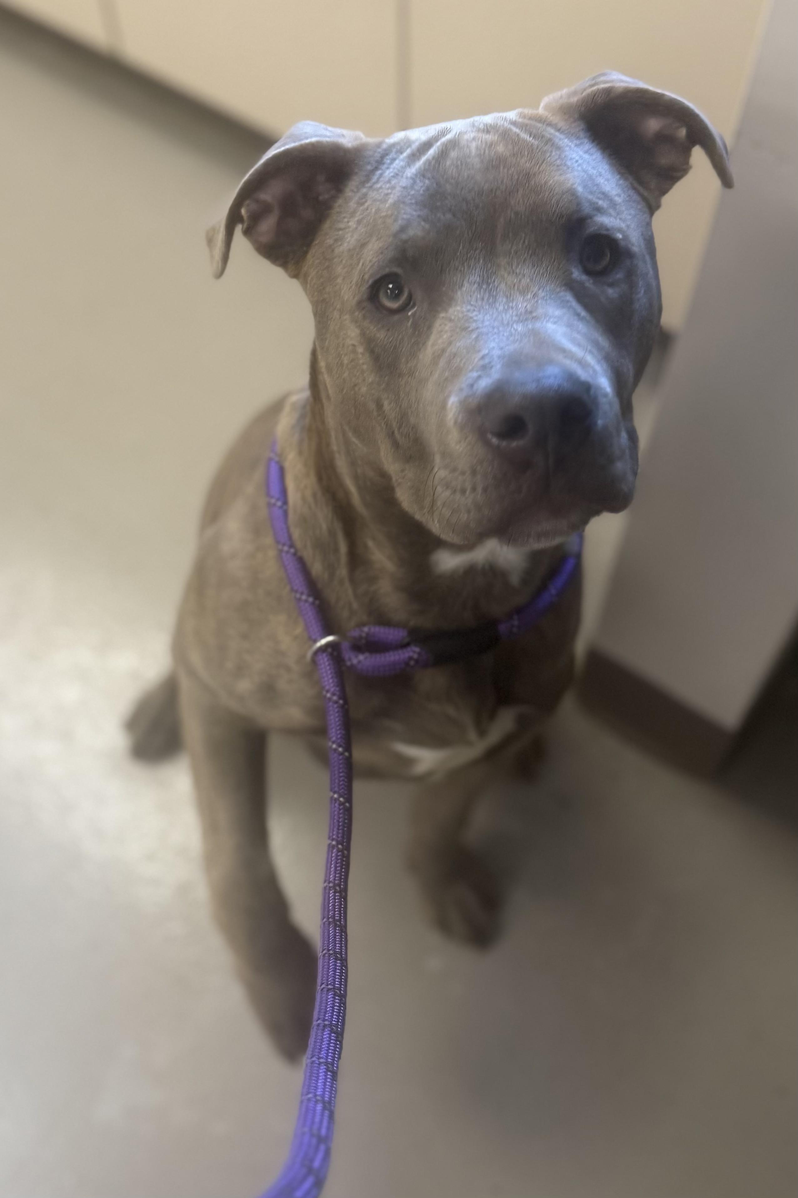 BUCKY- AVAILABLE , a ADOPTABLE Pit Bull Terrier in Canton, OH image 3/4