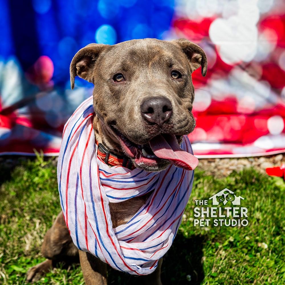 BUCKY-  AVAILABLE , ADOPTABLE, Young Male Pit Bull Terrier.