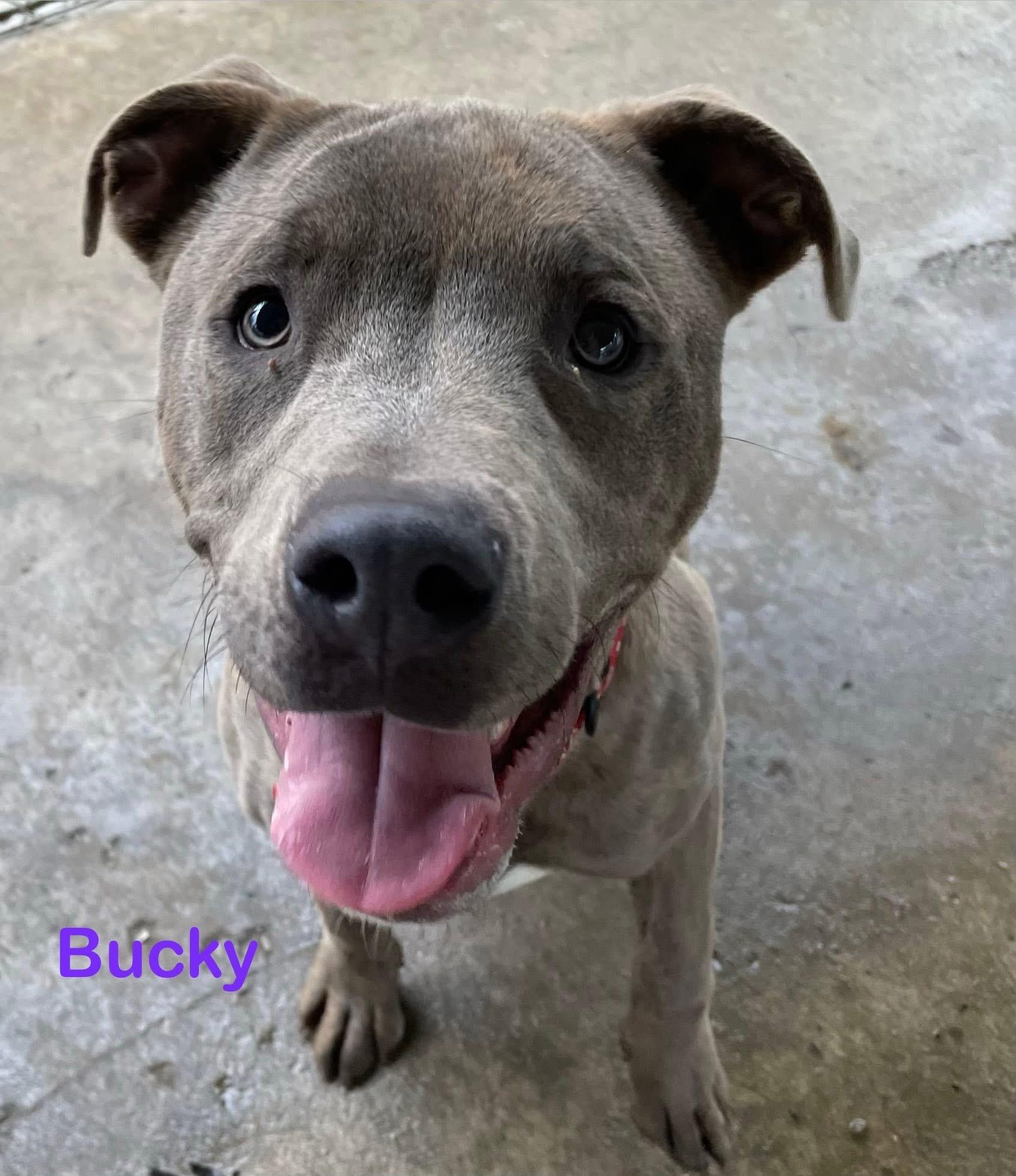 BUCKY- AVAILABLE , ADOPTABLE, Young Male Pit Bull Terrier.