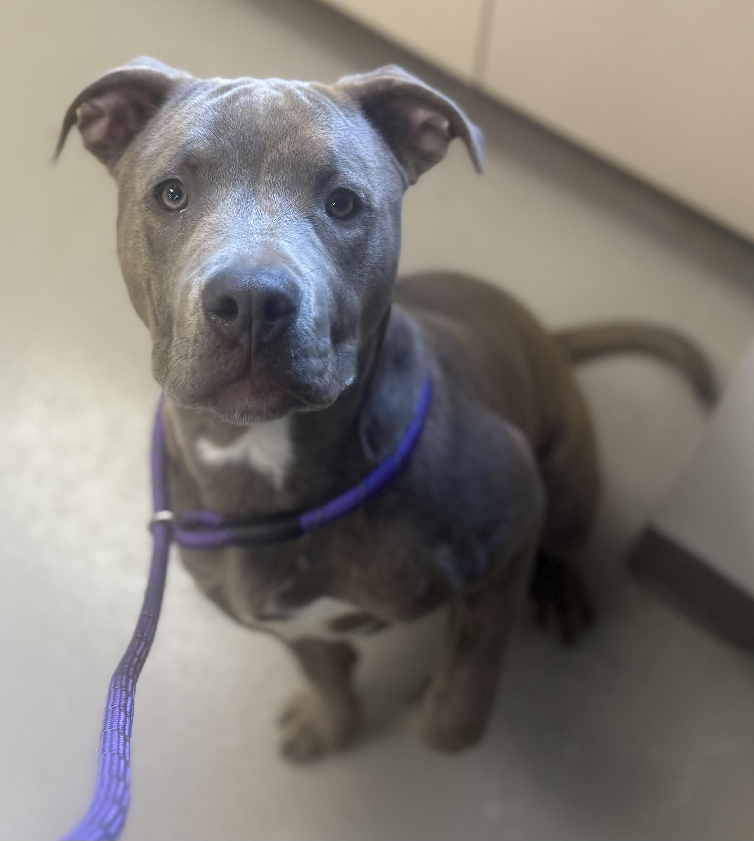 BUCKY- AVAILABLE , a ADOPTABLE Pit Bull Terrier in Canton, OH image 2/4
