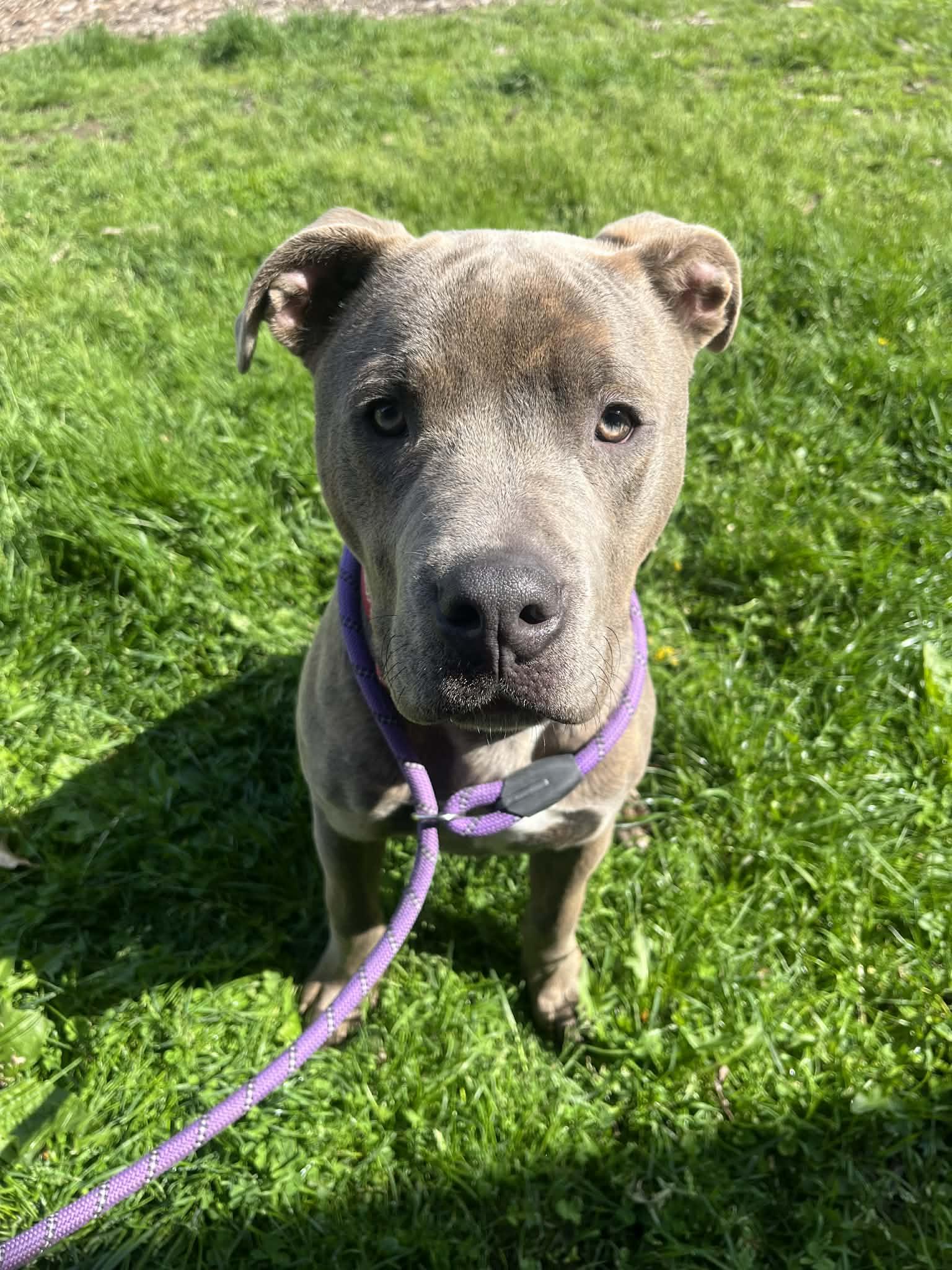 BUCKY- AVAILABLE , a ADOPTABLE Pit Bull Terrier in Canton, OH image 1/4