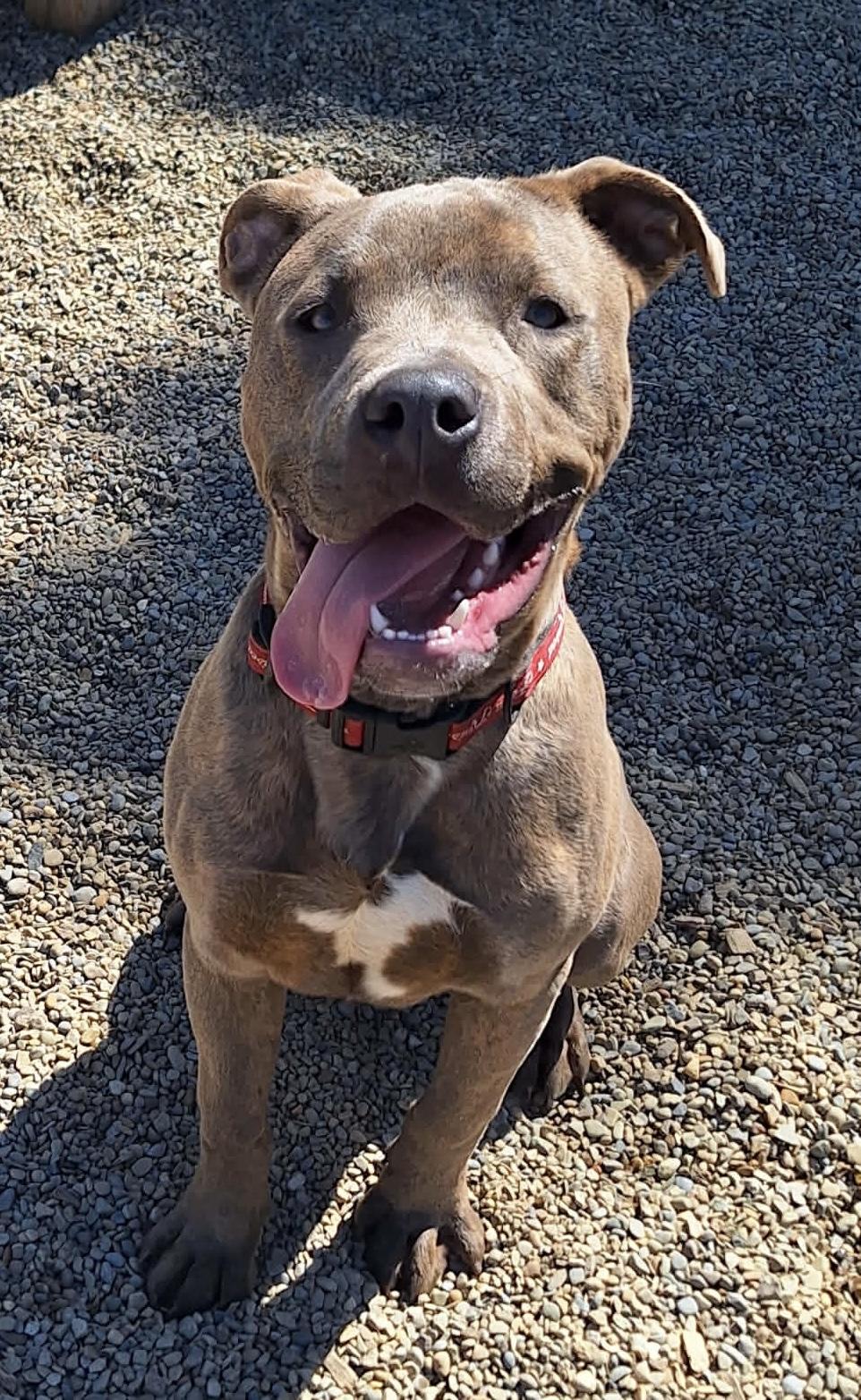 Enlarge BUCKY-  AVAILABLE , a ADOPTABLE Pit Bull Terrier in Canton, OH image 2/6