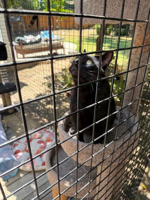 Big (Courtesy Post), Adoptable, Adult Male Domestic Short Hair.